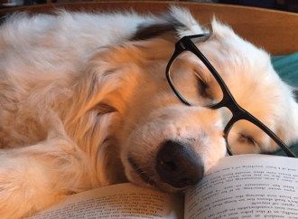 13 Reasons Why Dogs Love Books Wearing Glasses, Pet Training, Cute Creatures, Cuteness Overload, Love Book, I Love Dogs, Dog Owners, Dog Love, Animals And Pets