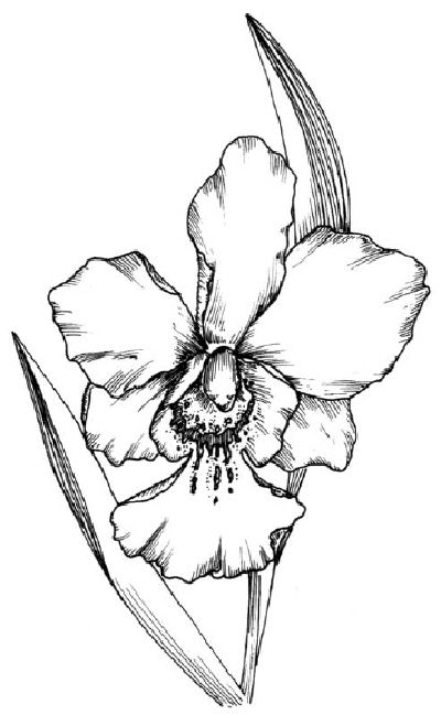 To draw an orchid, first, examine the orchid illustration before proceeding to the first step. Hur Man Ritar Blommor, Orchid Illustration, Orchid Drawing, Beautiful Flower Drawings, Plant Drawing, Drawing For Beginners, Flower Coloring Pages, Art Instructions, Learn How To Draw