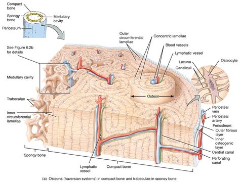 Osseous Tissue Skeletal System Anatomy, Bone Tissue, Medical Terminology Study, Biology Diagrams, Anatomy Organs, Human Skeleton Anatomy, Anatomy Bones, Skeleton Anatomy, Body Diagram