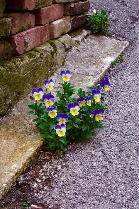 Yellow Pansies, Rock Flowers, Flowers Growing, Pansies Flowers, Purple And Yellow, Simple Flowers, Exotic Flowers, Rock Garden, Stone Wall