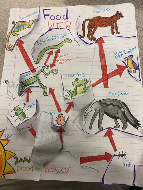 i did this for ap bio lmao. the animals have flaps that lift up and reveal their “title” within the food web Food Web Drawing, Food Webs Projects, Poster Layouts, Tri Fold Poster, Web Drawing, Food Webs, Food Web, Praying Mantis, Poster Layout