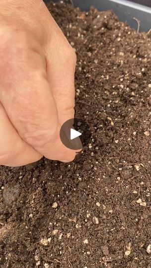 Planting Carrots, Grow Carrots, Carrot Seeds, Garden Centre, Fruit Garden, Garden Bed, Garden Soil, Gardening For Beginners, Gardening Ideas