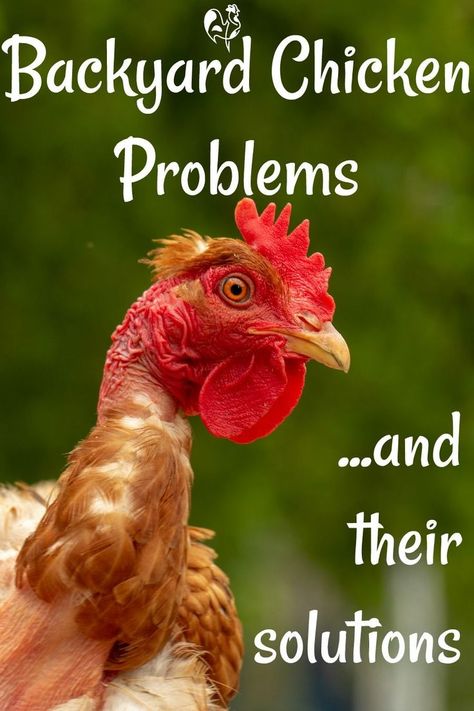 Raising Turkeys, Chicken Flock, Chicken Care, Raising Chicks, Urban Chickens, Backyard Chicken Farming, Chicken Health, Raising Backyard Chickens, Animal Husbandry