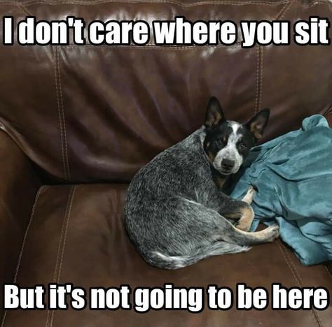 Blue Heeler Memes, Cattle Dog Quotes, Texas Heeler, Queensland Heeler, Aussie Cattle Dog, Heeler Dogs, Austrailian Cattle Dog, Dog Mom Quotes, Cattle Dogs Rule