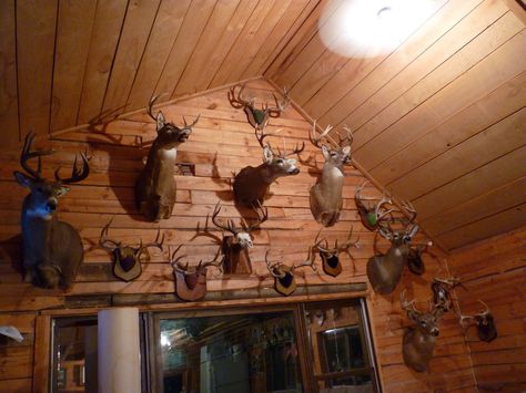 inside hunting cabin Cabin Ideas Diy, Trophy Rooms Hunting, Cabin Decor Diy, Castle Fraser, Cabin Kitchen Decor, Best Man Caves, Hunting Cabin Decor, Off Grid Tiny House, Hunting Diy