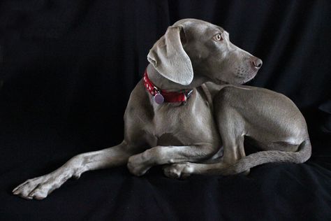 Weimaraner, Weimarana, Gundog, Gun dog, hunting dog, silver ghost. Dog Hunting, Short Haired Pointer, Grey Ghost, Types Of Hunting, Weiners, Hunting Dog, Fine Art Photography Print, Photography Prints, Weimaraner