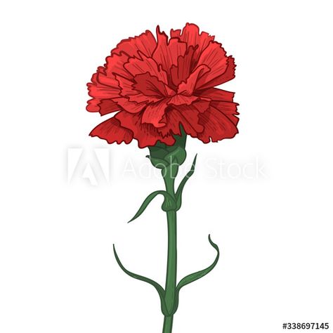 Carnation Drawing, Red Carnation Flower, May Illustration, Season Craft, Carnation Bouquet, Red Carnation, Carnation Flower, Sketch Style, Art Fonts