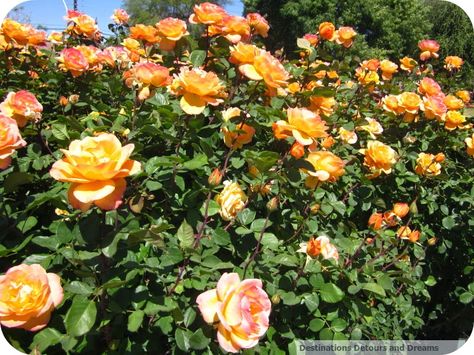 Strike it Rich rose at Mesa Community College Rose Garden, Arizona Rose Growing, Mesa Arizona, Rose A, Nature Preserve, Community College, In The Desert, Rose Garden, The Desert, Botanical Gardens