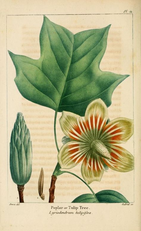 Tulip Tree, Lyriodendrum tulipfera Tulip Poplar Tree, Tulip Poplar, Tulip Tree, Illustration Botanique, Vintage Botanical Prints, Trendy Tree, Botanical Beauty, Tree Tattoo, Botanical Drawings