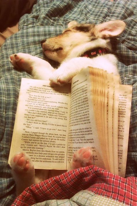 They Can Sleep Anywhere Slaap Lekker, Love My Dog, Pembroke Welsh Corgi, I Love Books, Dog Life, I Love Dogs, Puppy Love, A Dog, Animal Pictures