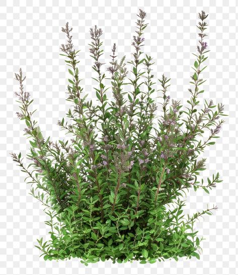 Plants Png Aesthetic, Aesthetic Pngs, Lavender Bush, Plant Png, Flower Bush, Herbal Plants, Green Lavender, Aromatic Plant, Template Png