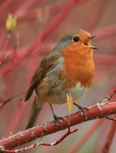 Robin English Robin, Fairytale Garden, European Robin, Singing Bird, Happy Song, Red Robin, Robin Bird, Kinds Of Birds, Good And Bad