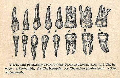 Vintage teeth #dental #smile #teeth  www.mydentaltourism.com Teeth Anatomy, Teeth Illustration, Tooth Tattoo, Dental Anatomy, Anatomy Physiology, Dental Tourism, Human Teeth, Dental Bridge, Dental Art