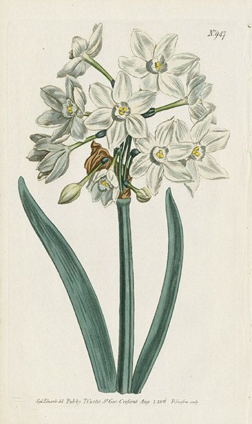 Jewels from Curtis Botanical Magazine Botanical Printables, Narcissus Flower, Spring Prints, Vintage Botanical Prints, Sam Smith, Scientific Illustration, Botanical Drawings, Vintage Easter, Vintage Botanical