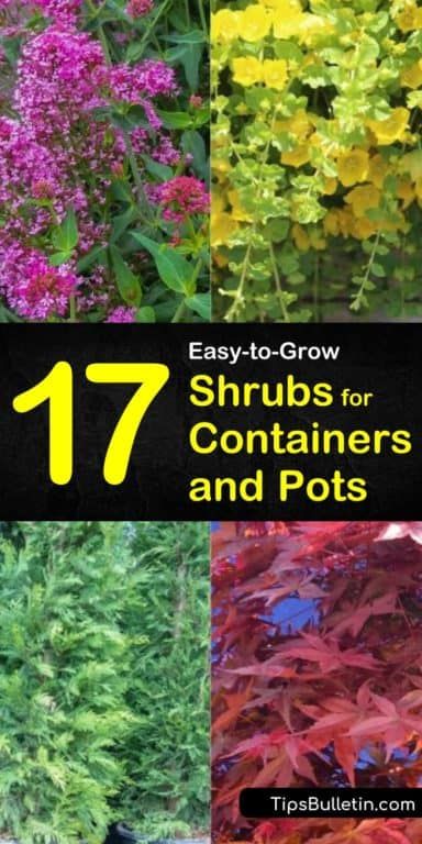 If you have small gardens you can expand your landscaping by using planters on your patio, deck, balcony, etc. Learn how easy it is to add and care for perennials in your favorite outdoor pots. #containergardening #container #shrubs Perennial Container Plants, Container Shrubs, Shrubs In Pots, Shrubs For Containers, Potted Shrubs, Landscaping Perennials, Small Garden Shrubs, Garden Shrubs Evergreen, Perennials Flowers