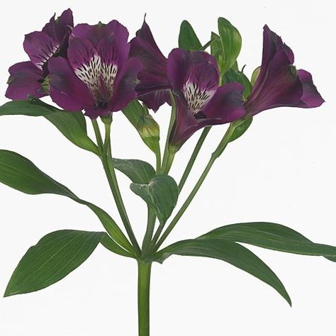 ALSTROEMERIA CARLINE 75cm 50gm | Wholesale Dutch Flowers & Florist Supplies UK June Flowers, Dutch Flowers, Forest Theme Wedding, Peruvian Lilies, Flower Guide, Flower Bucket, Florist Supplies, Florist Shop, Flowers Delivered