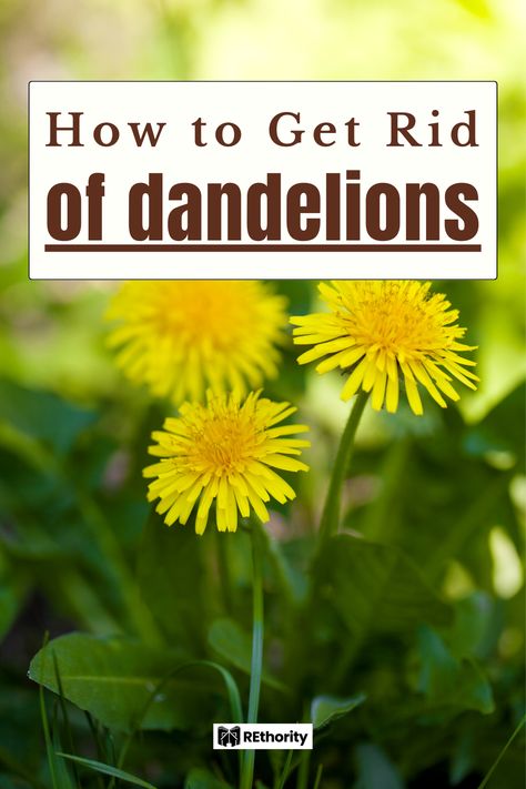 Wondering how to get rid of dandelions? These intrusive weeds are every homeowner’s worst nightmare, and ridding your yard of them seems like a full-time job. Read on to learn the easy way to quickly get rid of them. Get Rid Of Dandelions, Common Lawn Weeds, Dandelion Root, Best Commercials, Green Landscape, Lush Garden, Outdoor Oasis, New Leaf, Outdoor Projects