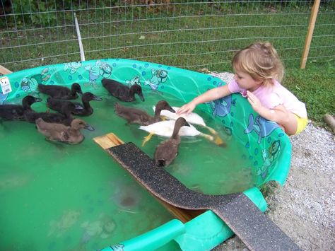 Duck Pond Ramp, Duck Pool Ramp, Duck Ramp For Pool, Duck Ramp, Pool Ramp, Farm Ducks, Duck Enclosure, Duck Pool, Duck Ideas