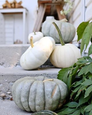 White Mums, Fall Mums, How To Make Pumpkin, Fall Front Porch Decor, Pumpkin Farm, Fall Front Door, Fall Table Decor, Fall Front Porch, Fall Outdoor Decor