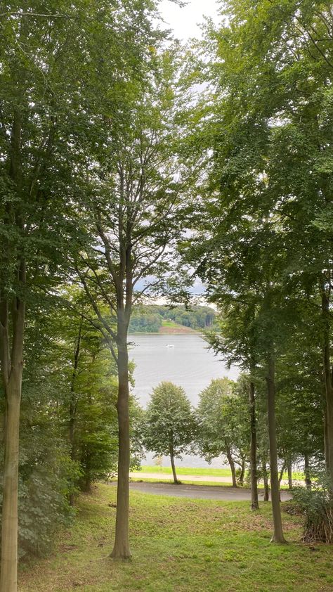 Window view Morning View, Big Windows, Window View, Tree Trunk, Trees, Forest, Nature