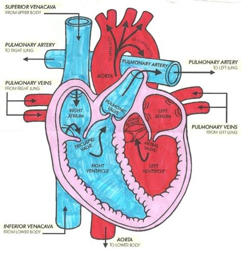 A post as a toast to all the nurses Blood Flow Through The Heart, Heart Anatomy, Cardiac Nursing, Medical Student Study, Nursing School Studying, Nursing School Tips, Nursing School Notes, Human Anatomy And Physiology, Medical Anatomy