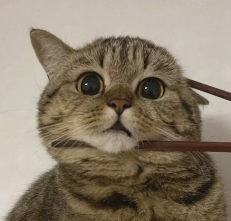 Chopsticks, A Cat, On Twitter, Twitter