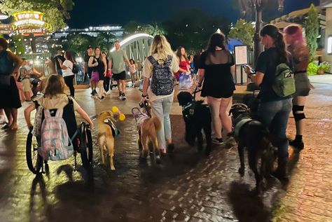 5 service dogs walking besides their owners! Dalmatian Service Dog, Lilo And Stitch Service Dog Vest, Service Dog In Training Vest, Service Dogs At Disney World, Service Dogs Gear, Dogs Stuff, Assistance Dog, Writing Things, Service Dog Memes