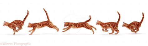 Animals In Action, Cat Running, Group Of Cats, Action Pictures, Running Photos, Cat Drawing Tutorial, Cat Anatomy, Cat Run, Cat Reference