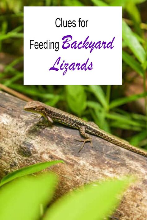 Clues for Feeding Backyard Lizards Lizard Food, Baby Lizards, Lizard Habitat, Lizard Types, Lizard Species, Small Lizards, Water Station, Wild Baby, What To Use