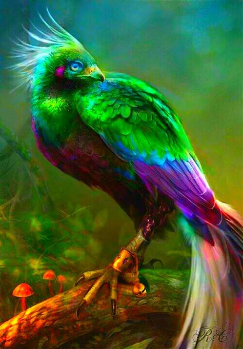 Bird of Paradise Creature Fantasy, Regnul Animal, Phoenix Bird, Kinds Of Birds, Bird Watcher, Colorful Bird, All Birds, Bird Of Paradise, Exotic Birds