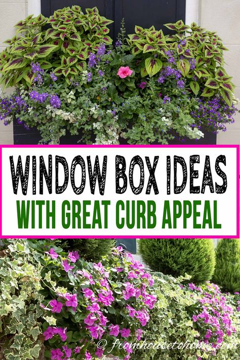 Front Window Planter Boxes, Window Wonderland, Window Box Ideas, Flower Combinations, Window Box Plants, Window Box Garden, Box Flowers, Container Garden Design, Window Box Flowers