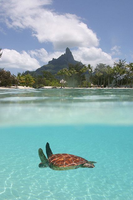 Bora Bora French Polynesia Bora Bora Island, A Turtle, Future Travel, Bora Bora, In The Ocean, Pretty Places, Holiday Destinations, Tahiti, Places Around The World