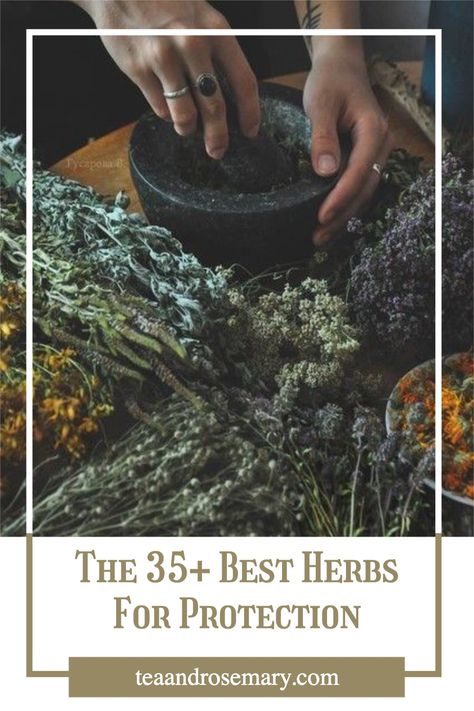 Herb Meanings, Herbs For Energy, Herbs For Protection, Witchcraft Herbs, Magic Herbs, Magical Herbs, Witchcraft For Beginners, Become Wealthy, Herbal Magic