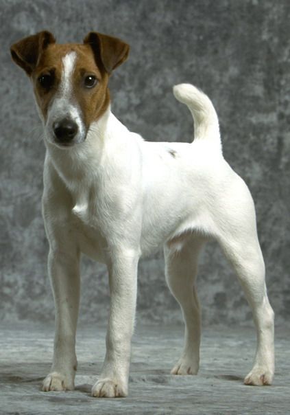 A Smooth Fox Terrier. Las claves sobre el perro fox terrier de pelo liso Jack Terrier, Rat Terrier Dogs, Smooth Fox Terriers, Dog Portraits Art, Dog Anatomy, Norwich Terrier, Irish Terrier, Terrier Breeds, Fox Terriers