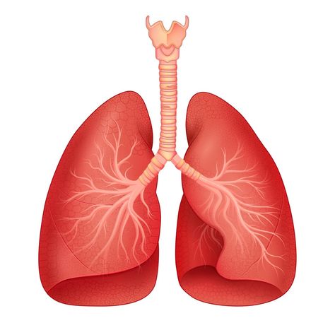 illustration of Healthcare and Medical education drawing chart of Human Lungs for Science Biology study Lung Anatomy Art, Paru Paru Aesthetic, Human Lungs Drawing, Lungs Aesthetic, Lungs Illustration, Lungs Drawing, Education Drawing, Biology Drawing, Lungs Art