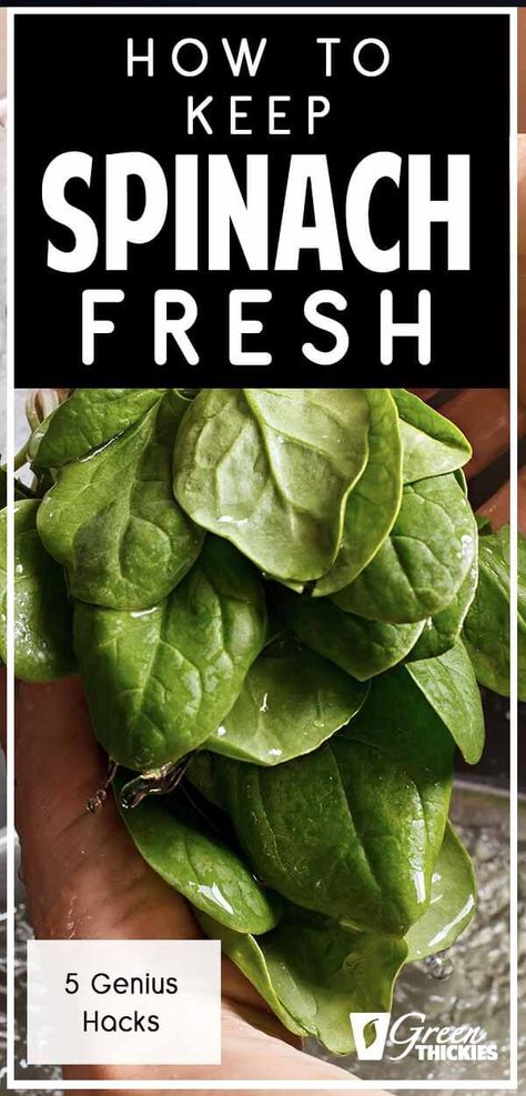 How To Store Spinach To Keep It Fresh - 5 Genius Hacks How To Store Spinach, Green Thickies, Smoothie Guide, Healthy Vegan Diet, Vegan Facts, Raw Spinach, Spinach Recipes, Spinach Leaves, How To Store