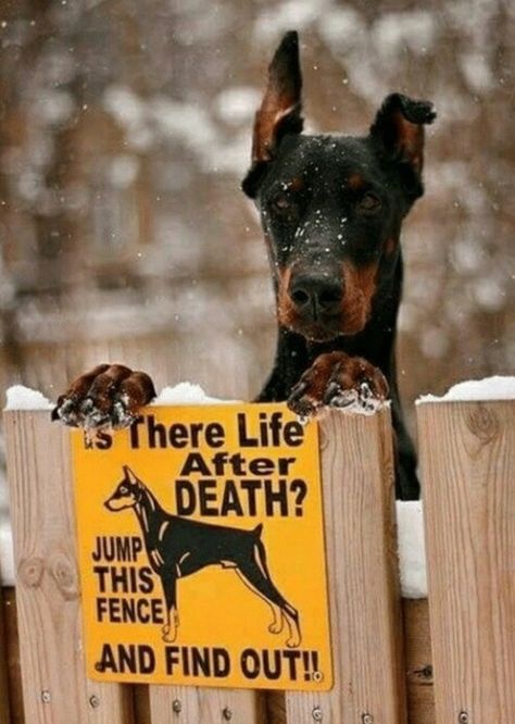 Guard dog. Funny laughing humor Beware Of Dog, Funny Animal Jokes, Dog Signs, Doberman Pinscher, Animal Jokes, Dog Quotes, Funny Animal Pictures, Happy Dogs, Funny Signs