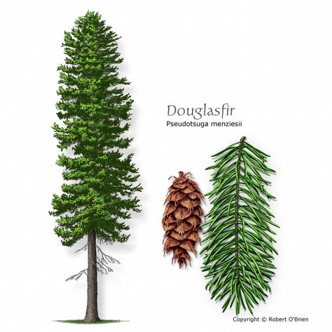 Types Of Pine Trees, Pseudotsuga Menziesii, Evergreen Tree Tattoo, Douglas Fir Tree, Tattoo Tree, Tree Id, Tree Identification, Tree Of Life Tattoo, Sakura Tree