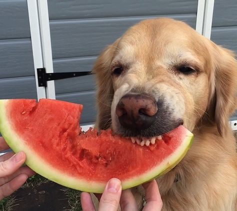 great picture by @googlethegolden  never seen dog eating watermelon  #juicingforenergy Juicing For Energy, Juices For Energy, Eating Watermelon, Twitter Photos, Dog Eating, Great Pictures, Watermelon, Juice, Energy