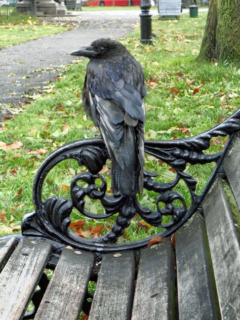 My New Friend | This carrion crow came and perched next to m… | Flickr Regard Animal, Quoth The Raven, Photo Animaliere, Jackdaw, Raven Art, Crows Ravens, All Birds, Kraken, Magpie