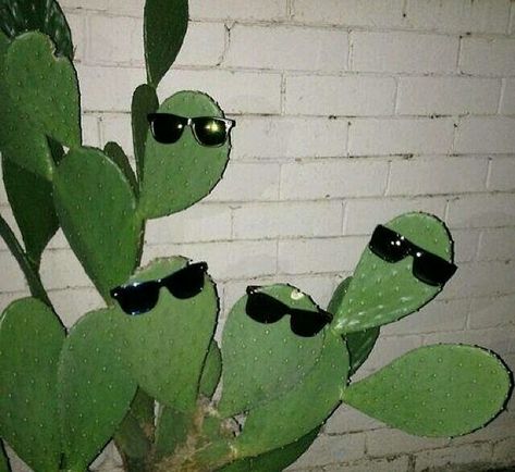 Green Aesthetic, Funny Art, Wall Collage, Just In Case, Plant Leaves, Cactus, Ghost, How To Make Money, Funny Memes