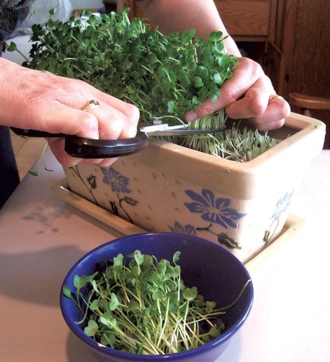 Indoor Salad Garden, Growing Salad Greens, Year Round Indoor Salad Gardening, Growing Salad, Growing Lettuce Indoors, Salad Garden, Backyard Garden Beds, Radish Greens, Tattoo Plant