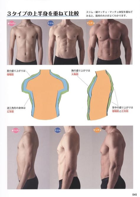 Muscle Drawing, General Anatomy, 남성 근육, Male Body Drawing, Human Anatomy Reference, Drawing Male, Anatomy Practice, Body Tutorial, Anatomy Tutorial