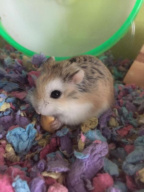 Fluffy Hamster, Hamster Pictures, Robo Hamster, Hamster Pics, Hamster Habitat, Hamster Care, Baby Hamster, Cute Hamster, Funny Hamsters