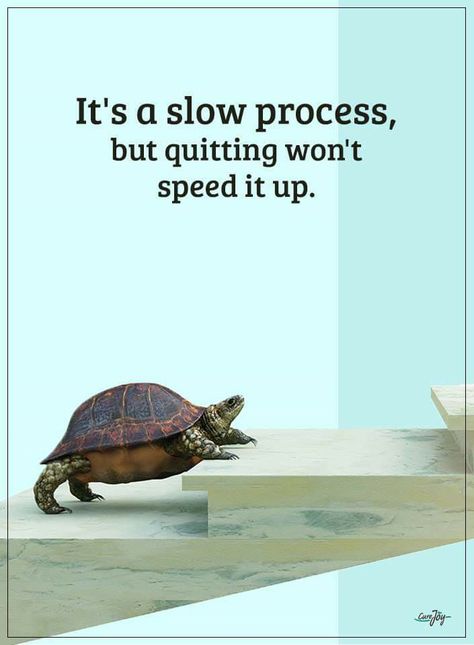 Animal Quotes, Turtles, Weight Watchers, Tortoise, Life Quotes, Collage, Quotes, Animals, Pins