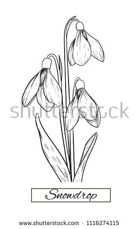 Snowdrop Drawing, Snow Drops Flowers, January Flower, Snowdrop Flowers, Snowdrop Flower, Ideas For Flowers, Birth Flower Tattoos, Flowers Vector, Flower Art Drawing