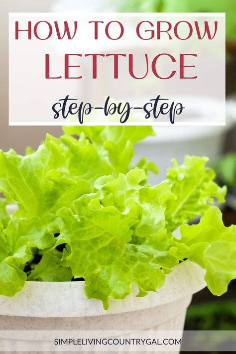 How To Grow Lettuce In Containers, Growing Lettuce From Seed, Planting Lettuce In Containers, Planting Lettuce Seeds, When To Plant Lettuce, Harvest Lettuce, How To Grow Lettuce, Water Lettuce, Lettuce Grow