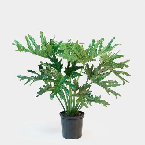 Philodendron Hope Selloum Care Philodendron Hope, Small Nursery, Self Watering Containers, Live Indoor Plants, Philodendron Plant, Floor Plants, Self Watering Planter, Hydroponic Gardening, Hardy Plants