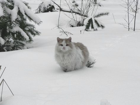 Winter Cat, Snow Princess, Winter Fairy, I Love Winter, Snow Angels, Winter Scenery, Winter Aesthetic, Pine Trees, Pretty Cats