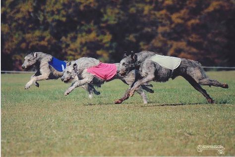 S.H.O.T. Lure Coursing: Min, Rose, Brunswick 11/10/13 by Terri Lure Coursing, Irish Wolfhound, Sporting Dogs, Greyhound, South Carolina, Lion Sculpture, Statue, Dogs